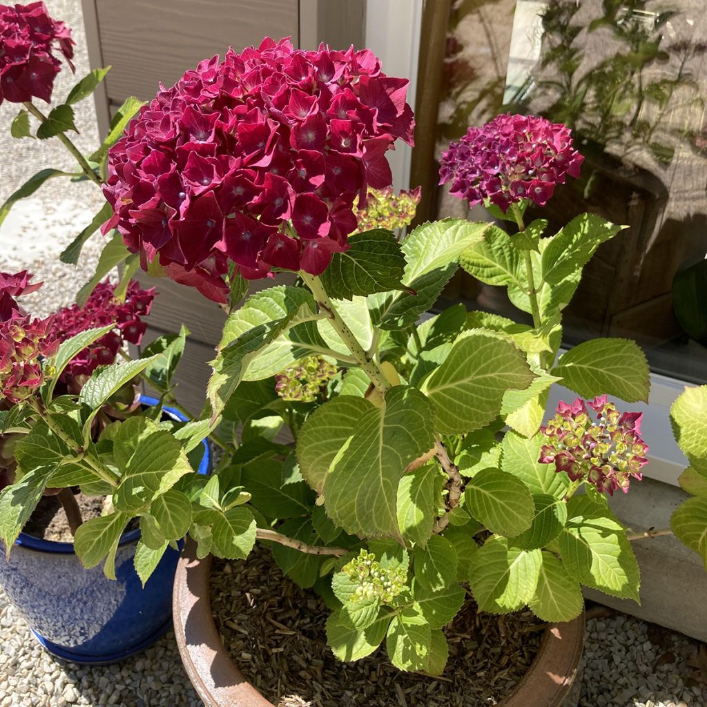 Hydrangea macrophylla Beautensia Dali - Bauernhortensie