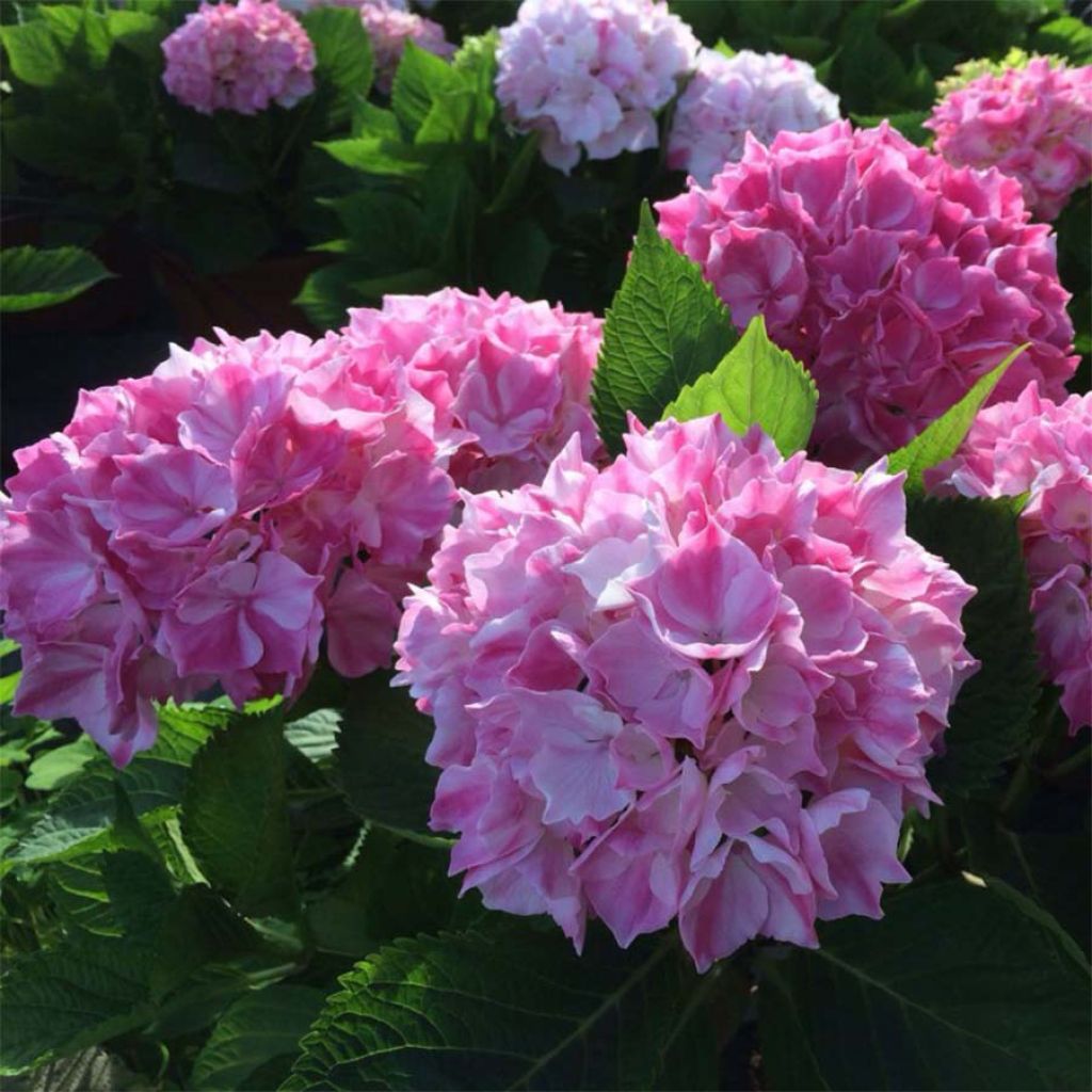 Hydrangea macrophylla Rendez-Vous La Vie en Rose - Bauernhortensie