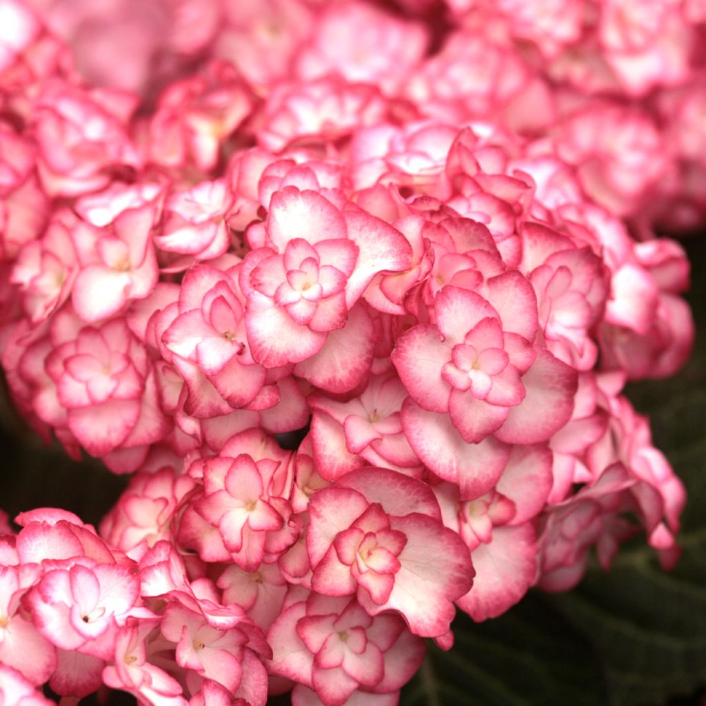 Hydrangea macrophylla Miss Saori - Bauernhortensie