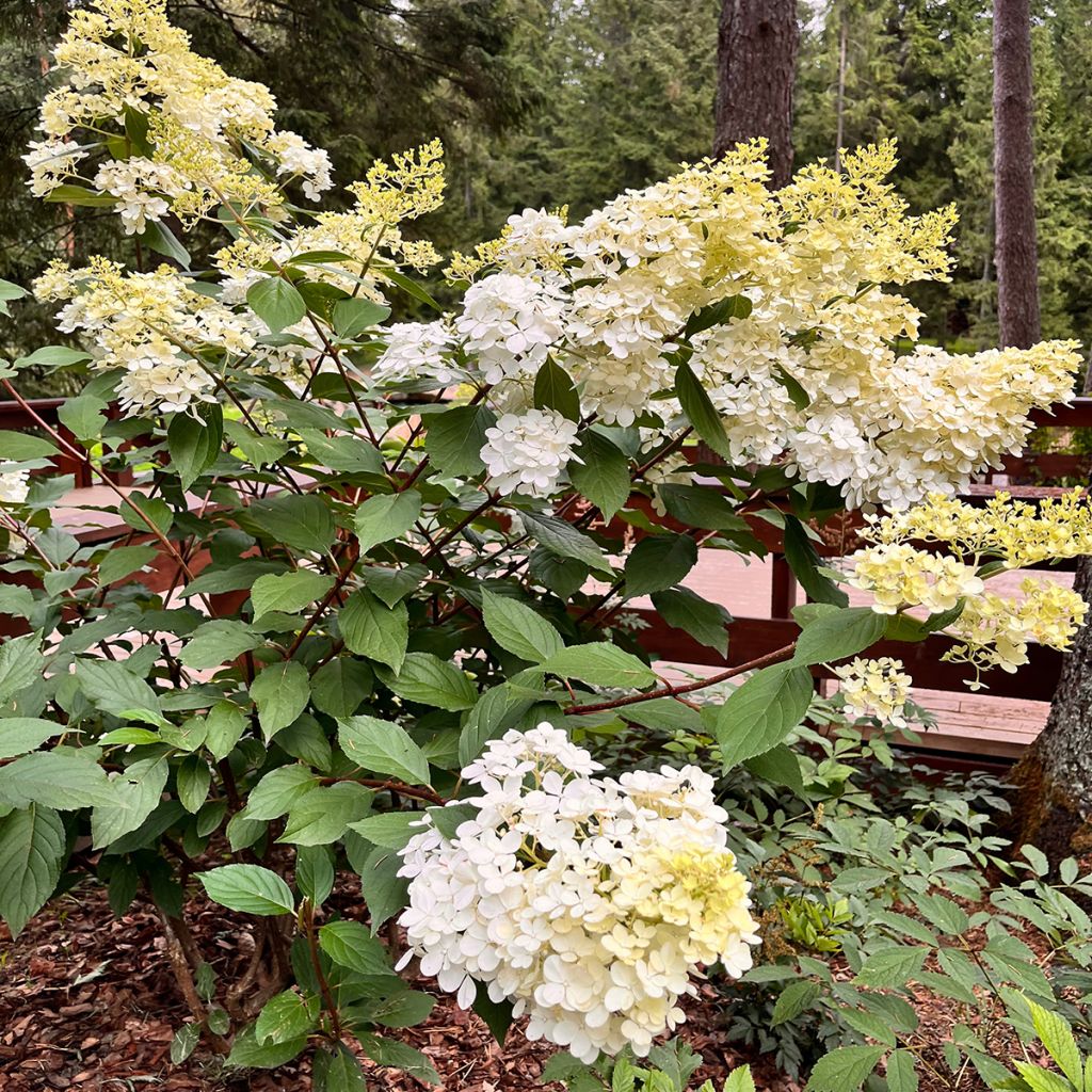 Rispenhortensie Candlelight - Hydrangea paniculata