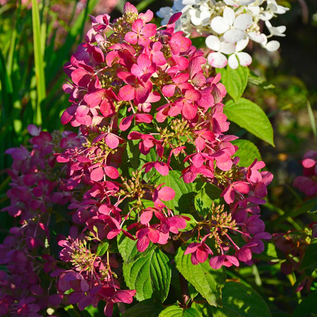 Rispenhortensie Diamant Rouge - Hydrangea paniculata