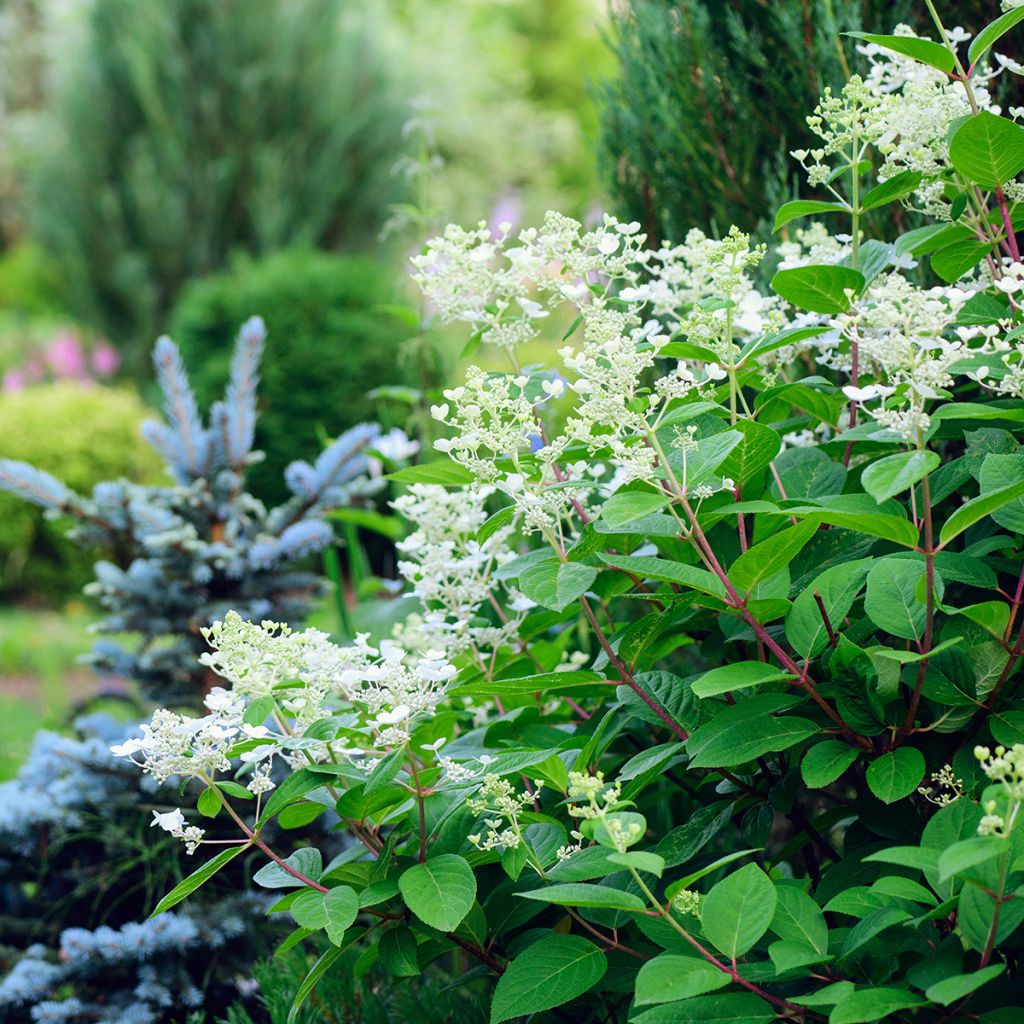 Rispenhortensie Early Sensation - Hydrangea paniculata