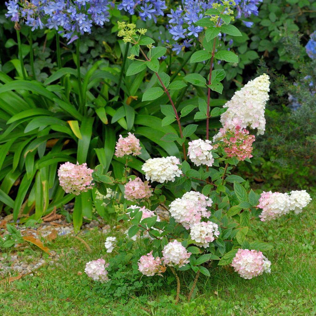 Rispenhortensie Fraise Melba - Hydrangea paniculata