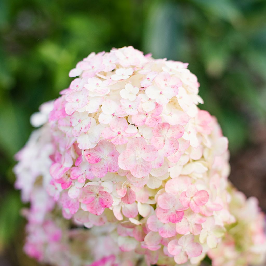 Rispenhortensie Framboisine - Hydrangea paniculata