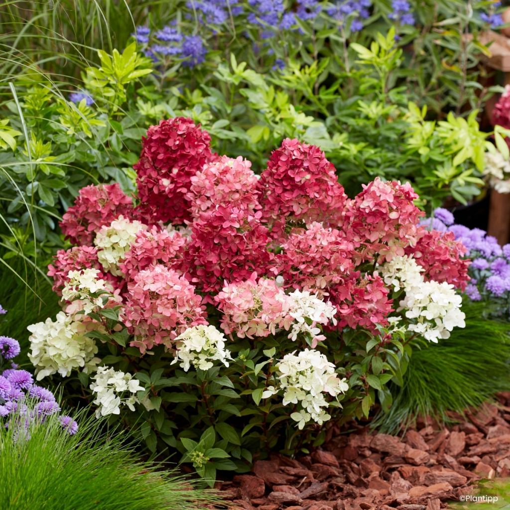 Rispenhortensie Groundbreaker Ruby - Hydrangea paniculata