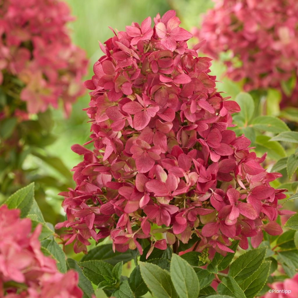 Rispenhortensie Groundbreaker Ruby - Hydrangea paniculata