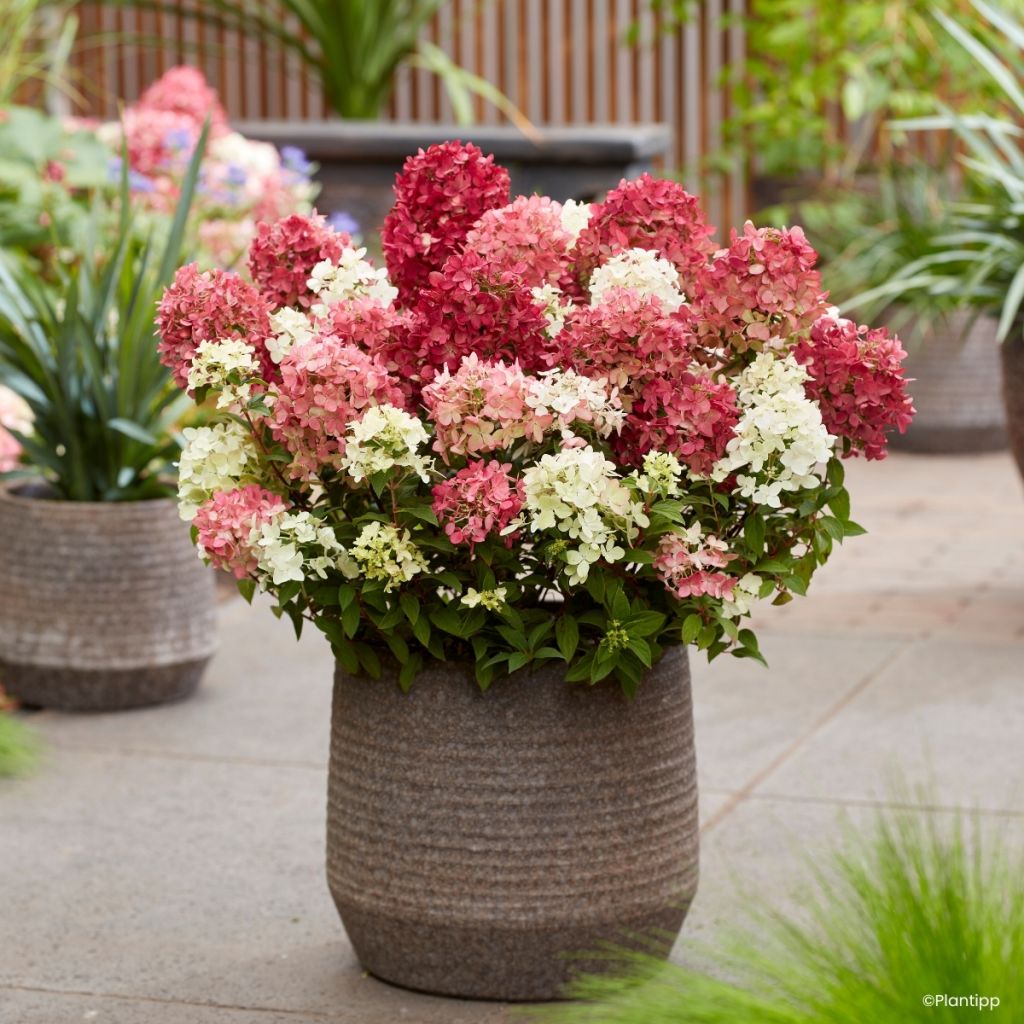 Rispenhortensie Groundbreaker Ruby - Hydrangea paniculata