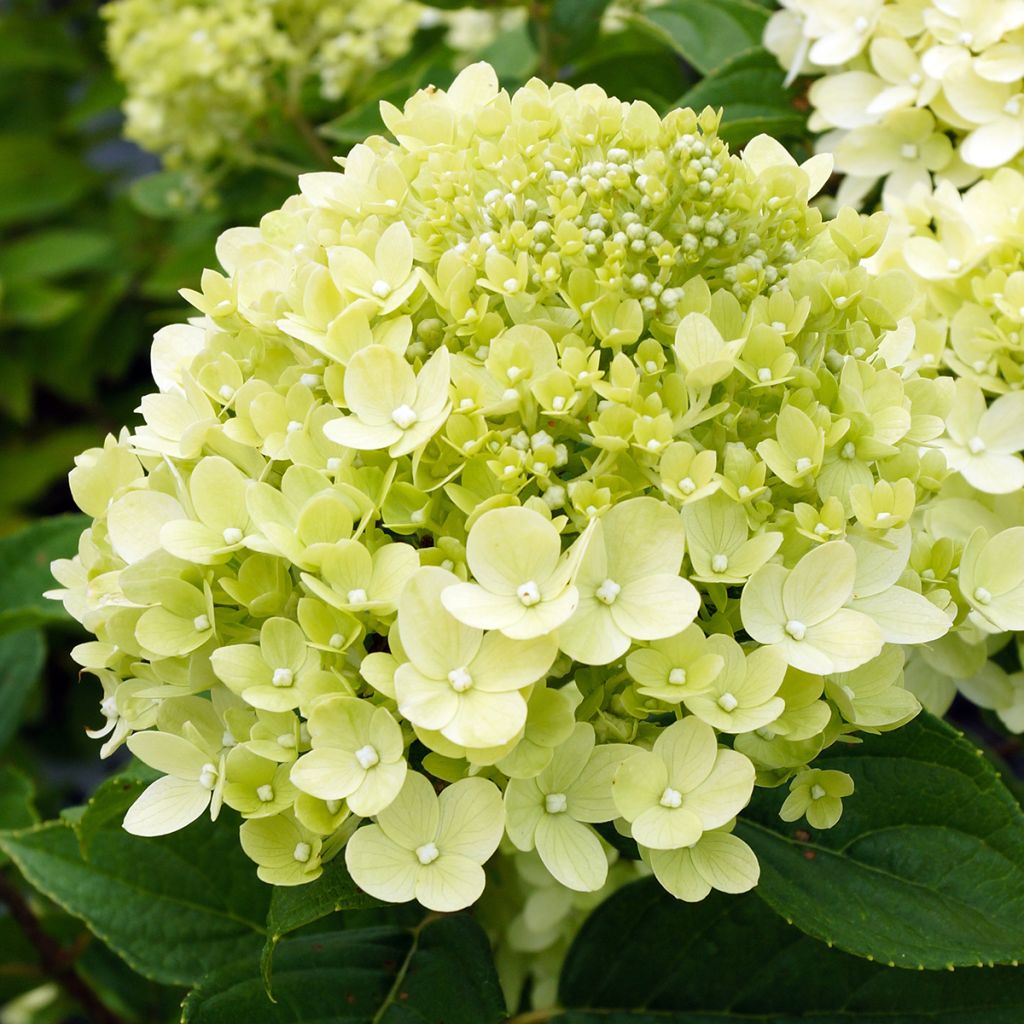 Rispenhortensie Little Lime - Hydrangea paniculata