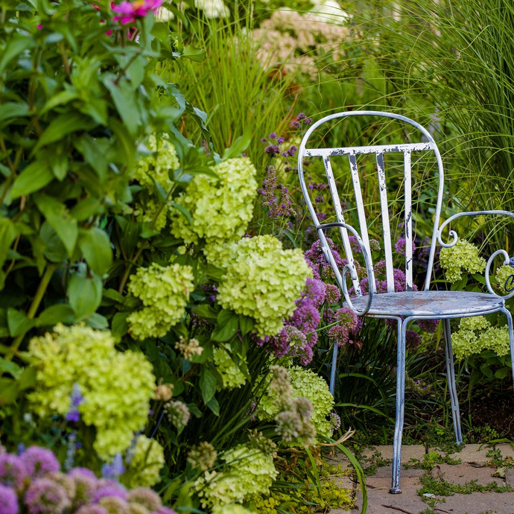 Rispenhortensie Little Lime - Hydrangea paniculata