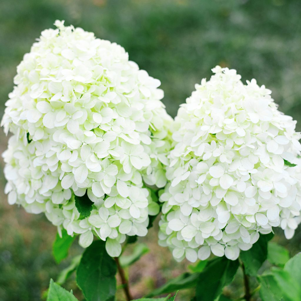 Rispenhortensie Little Spooky - Hydrangea paniculata