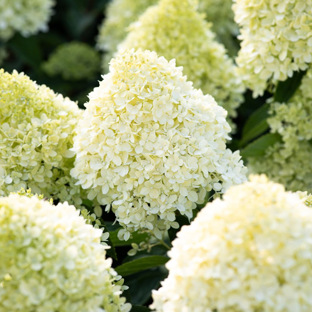 Rispenhortensie Living Cotton Cream - Hydrangea paniculata