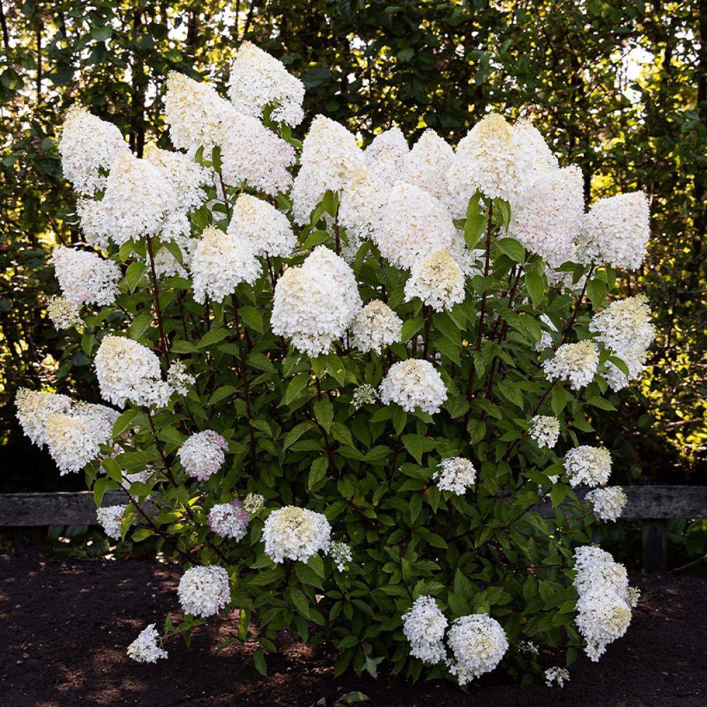 Rispenhortensie Living Pink & Rose  - Hydrangea paniculata