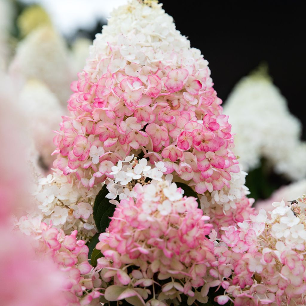 Rispenhortensie Living Strawberry Blossom - Hydrangea paniculata