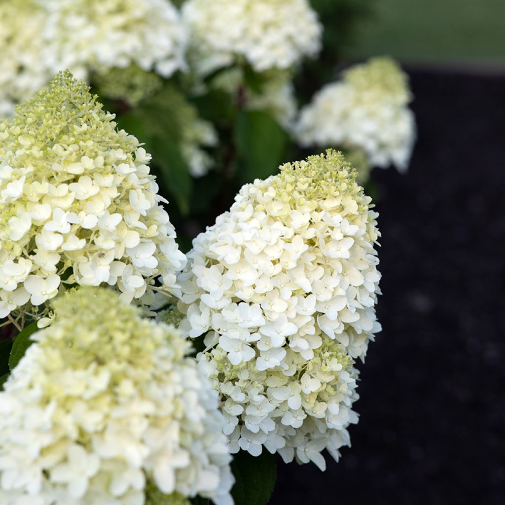 Rispenhortensie Living Sugar Rush - Hydrangea paniculata