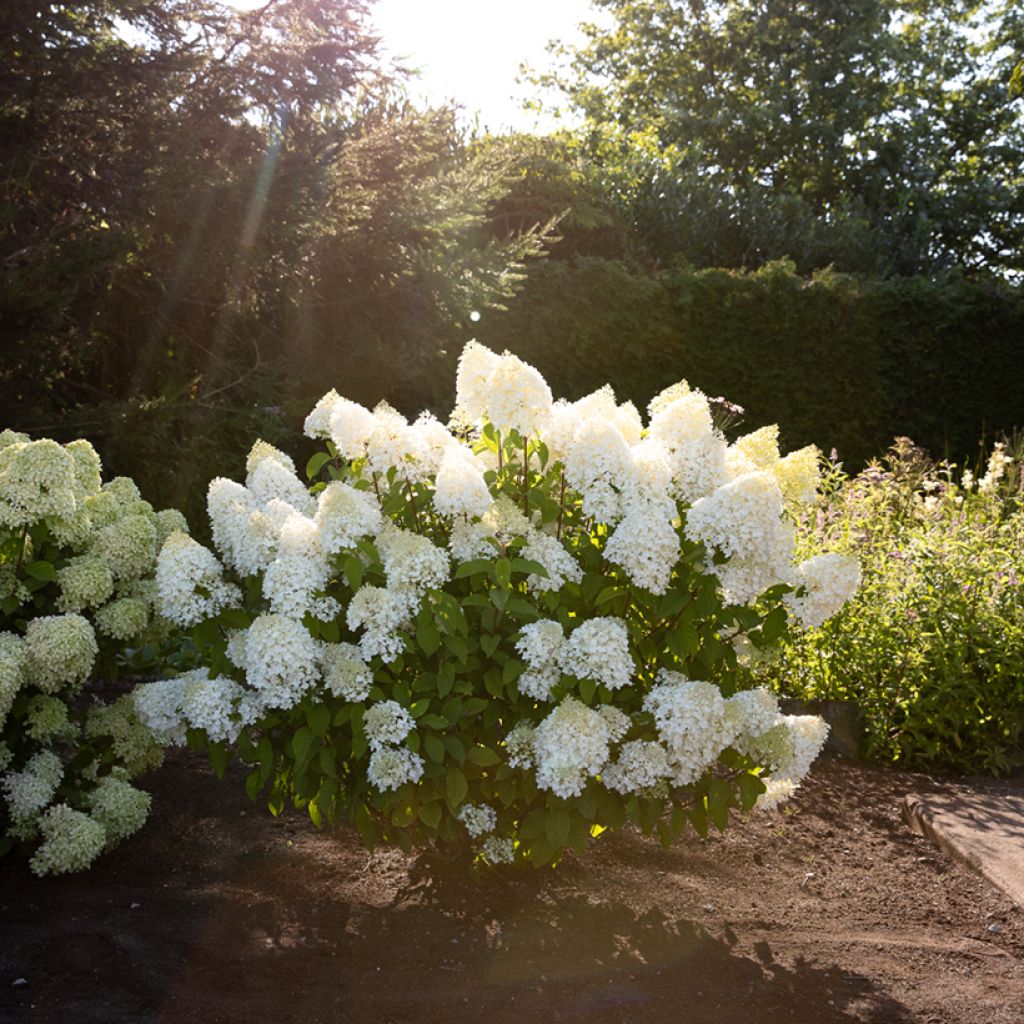 Rispenhortensie Living Sugar Rush - Hydrangea paniculata