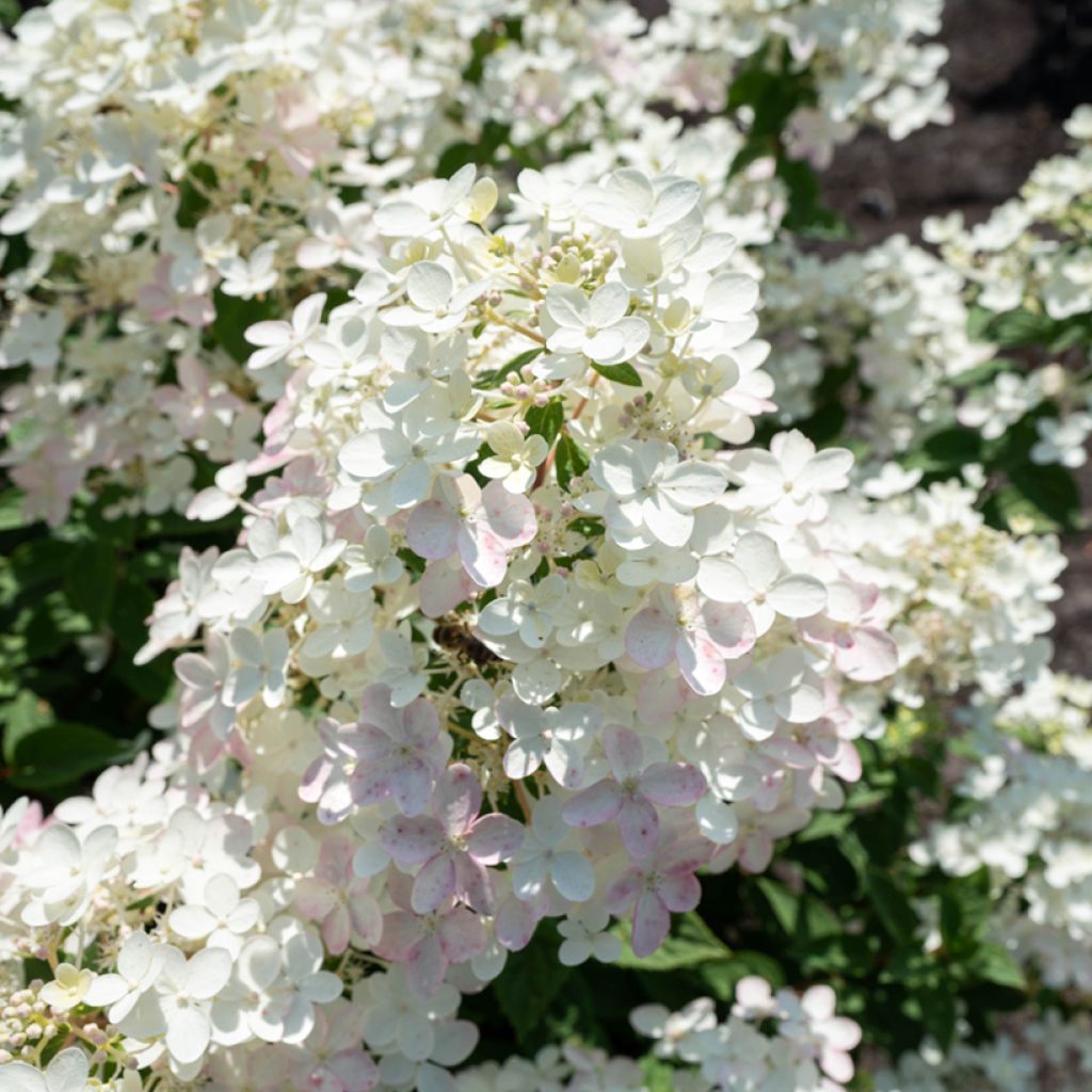 Rispenhortensie Living Touch of Pink - Hydrangea paniculata