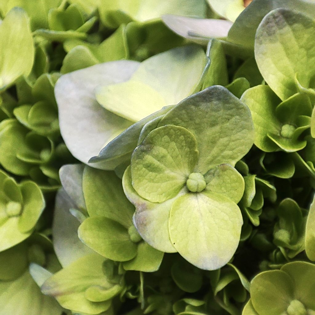 Rispenhortensie Mojito - Hydrangea paniculata