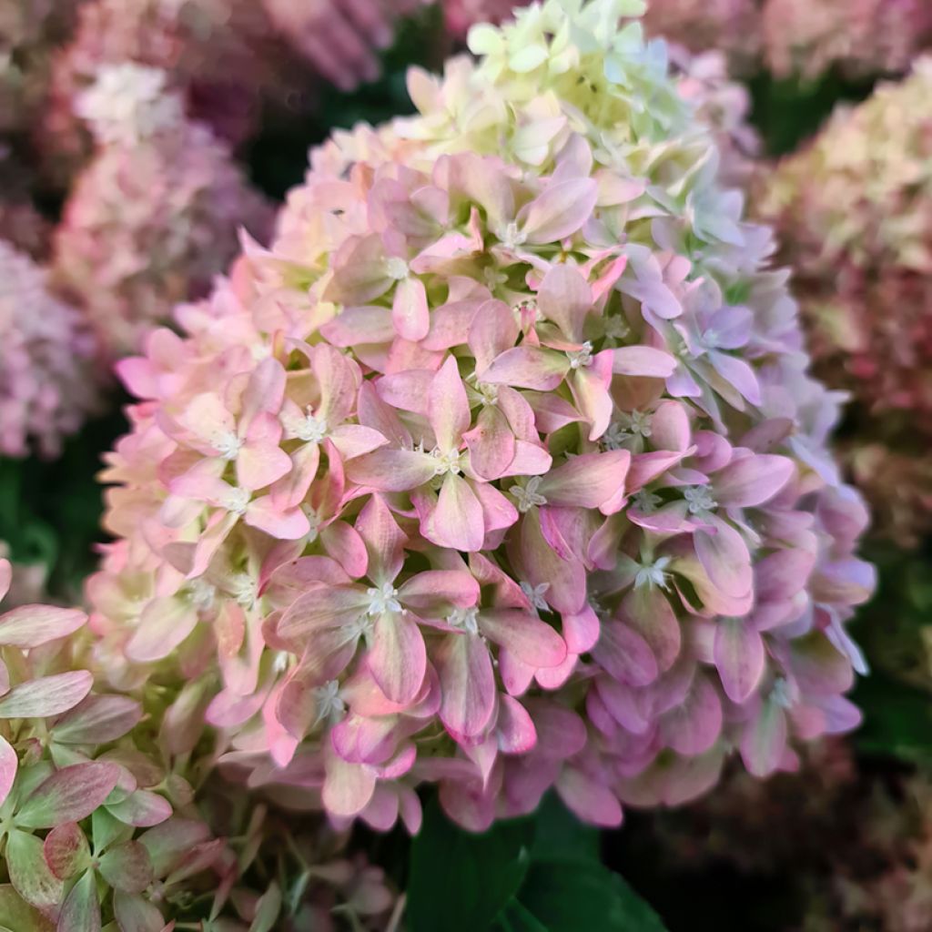 Rispenhortensie Pixio - Hydrangea paniculata
