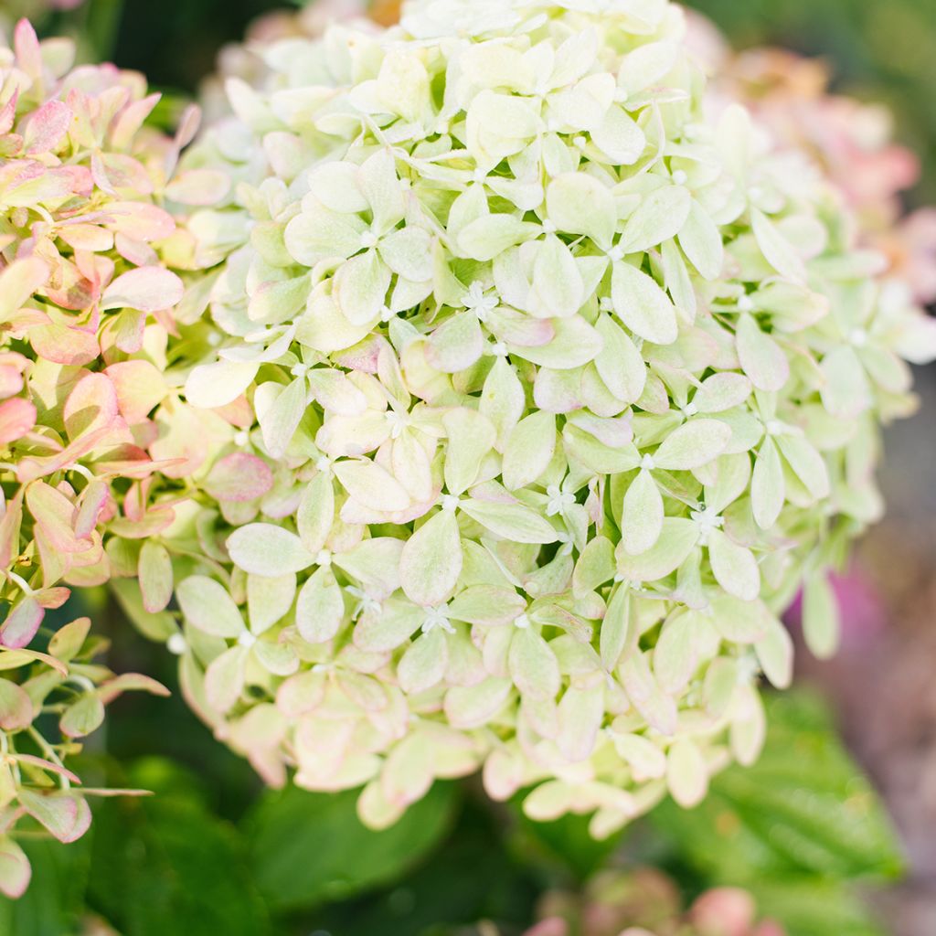 Rispenhortensie Pixio - Hydrangea paniculata