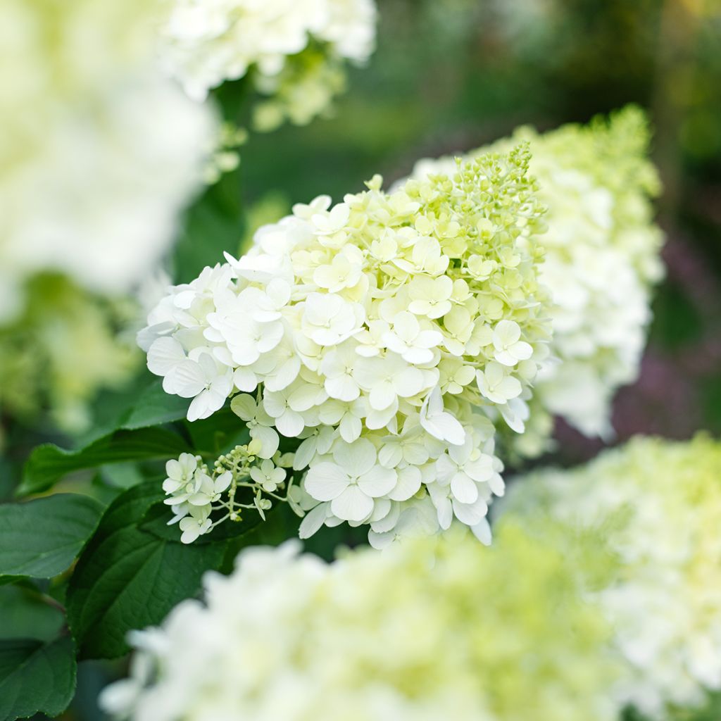 Rispenhortensie Polar Bear - Hydrangea paniculata