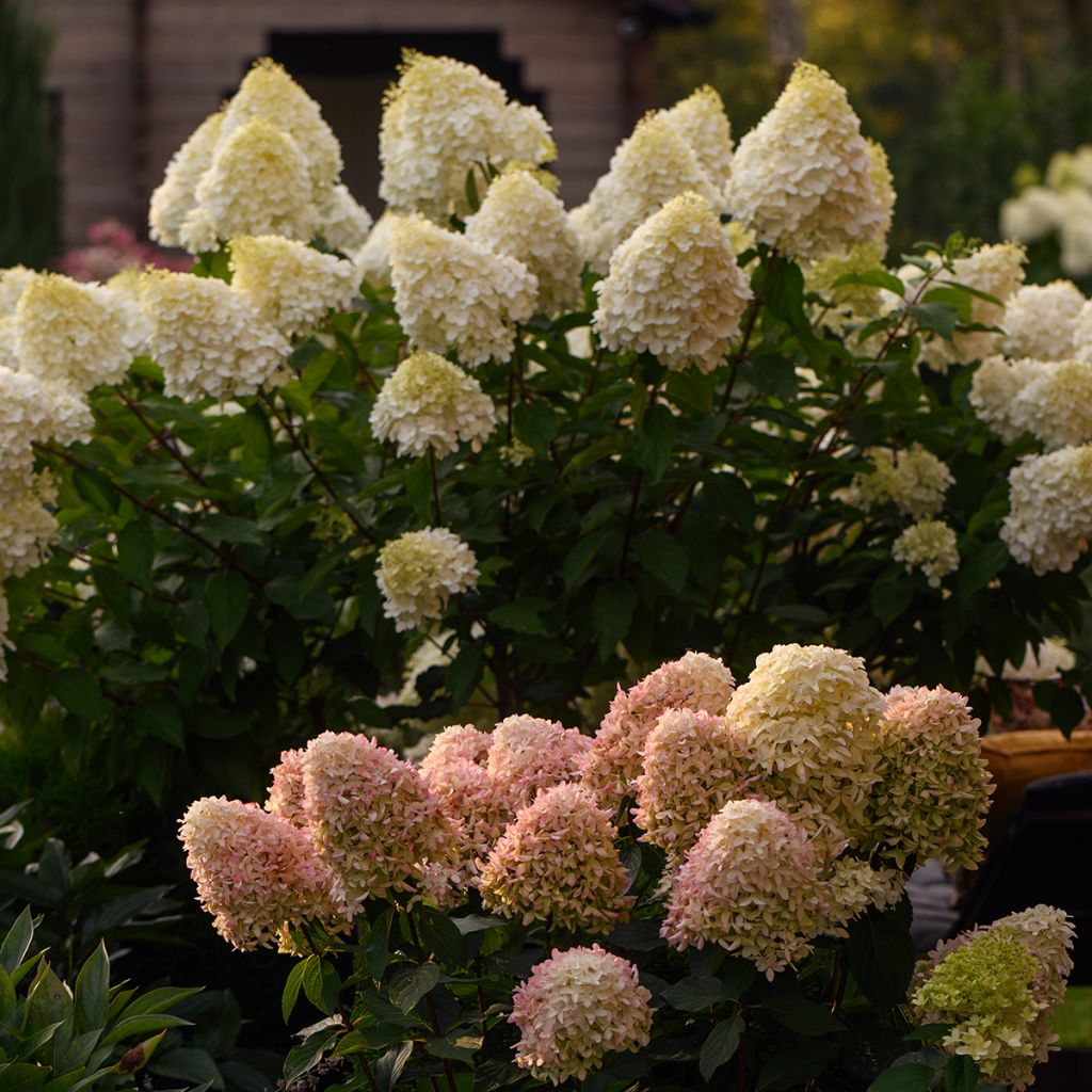 Rispenhortensie Polar Bear - Hydrangea paniculata