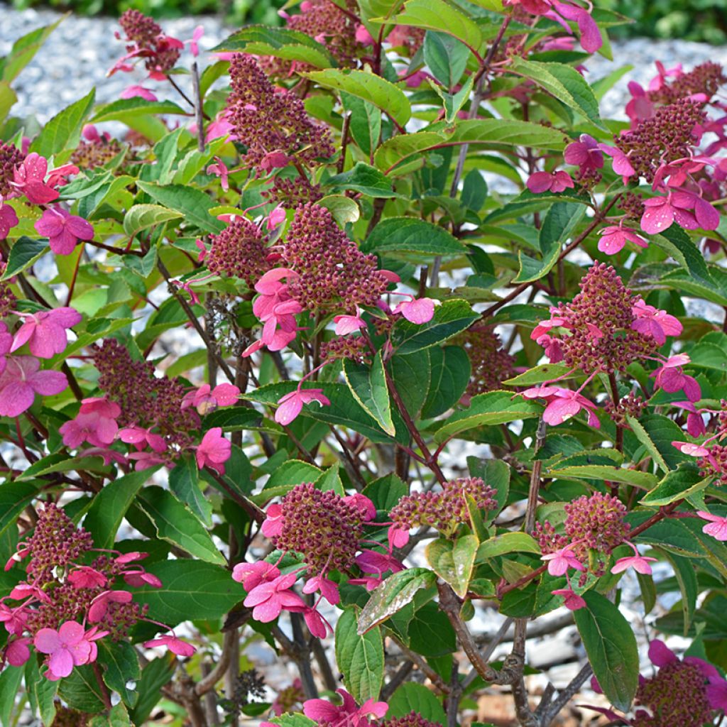 Rispenhortensie Prim’Red - Hydrangea paniculata