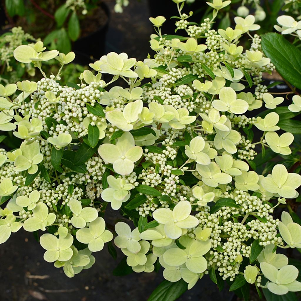 Rispenhortensie Prim’Red - Hydrangea paniculata