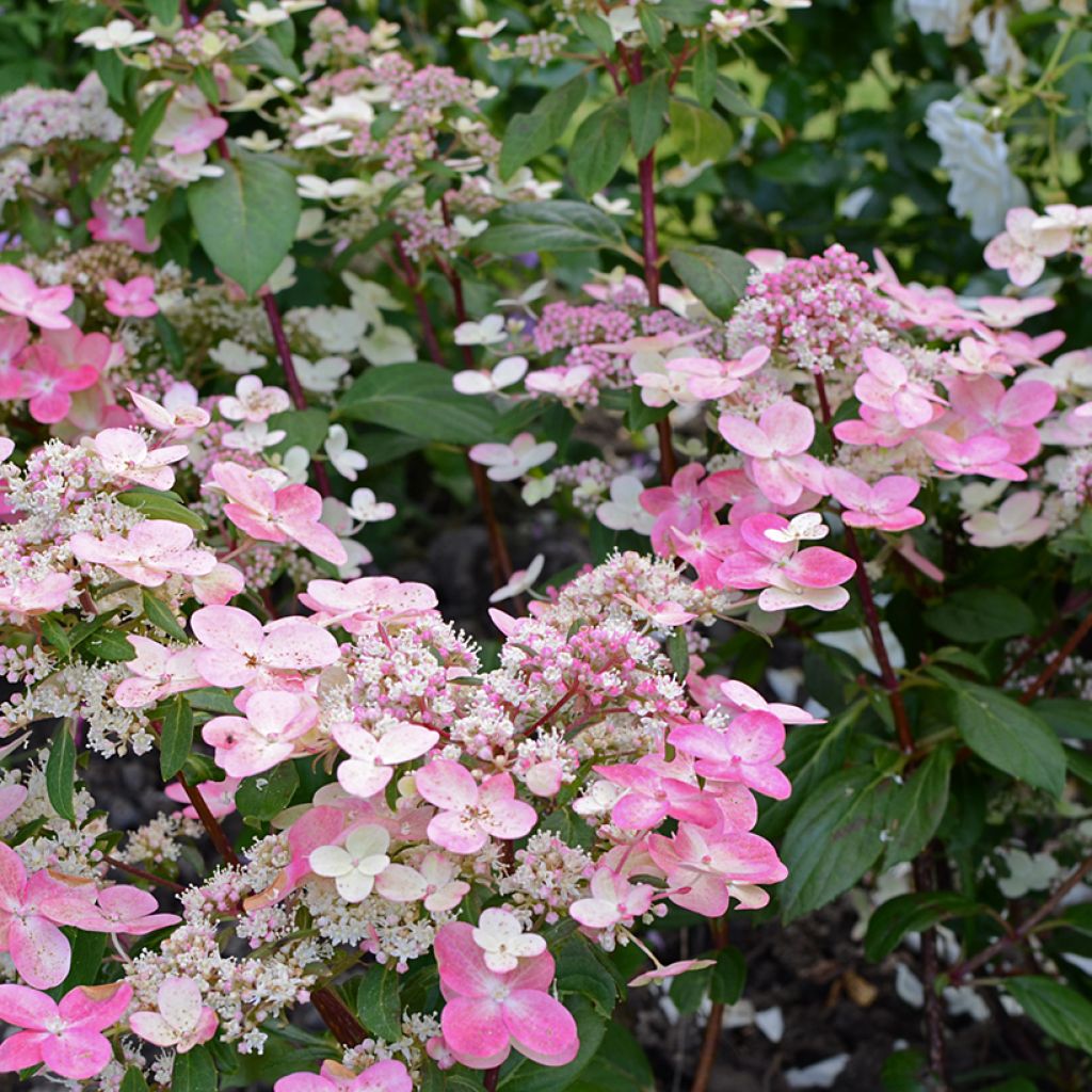 Rispenhortensie Prim’Red - Hydrangea paniculata