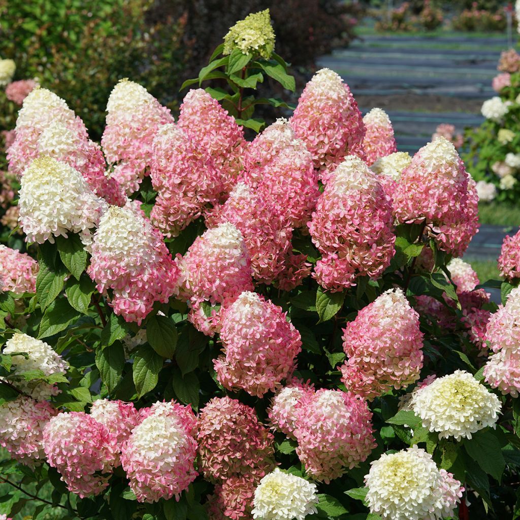 Rispenhortensie Quick Fire Fab - Hydrangea paniculata