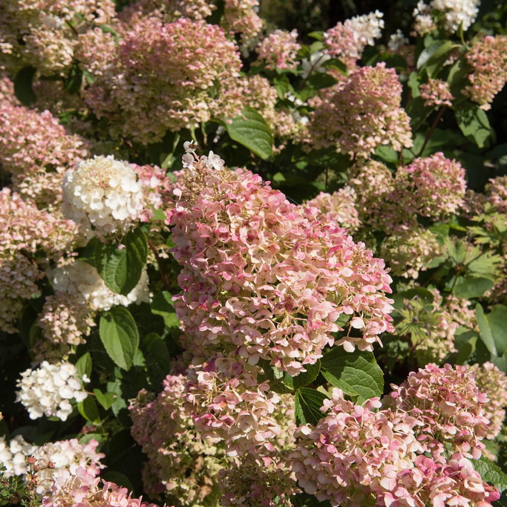 Rispenhortensie Silver Dollar - Hydrangea paniculata