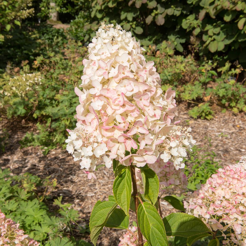 Rispenhortensie Silver Dollar - Hydrangea paniculata