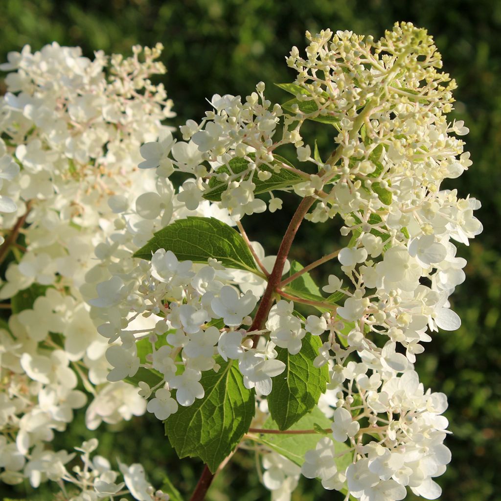 Rispenhortensie Silver Dollar - Hydrangea paniculata
