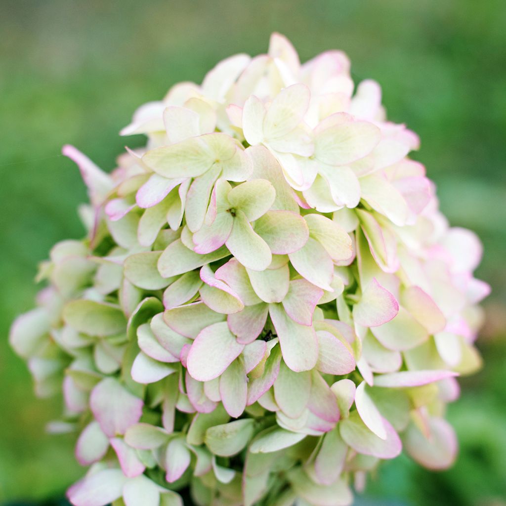 Rispenhortensie Skyfall - Hydrangea paniculata