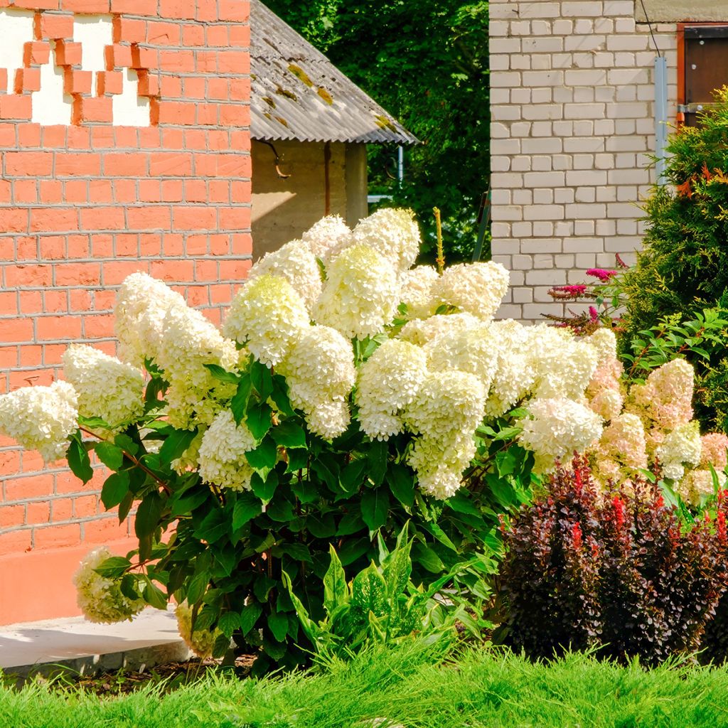 Rispenhortensie Sundae Fraise - Hydrangea paniculata