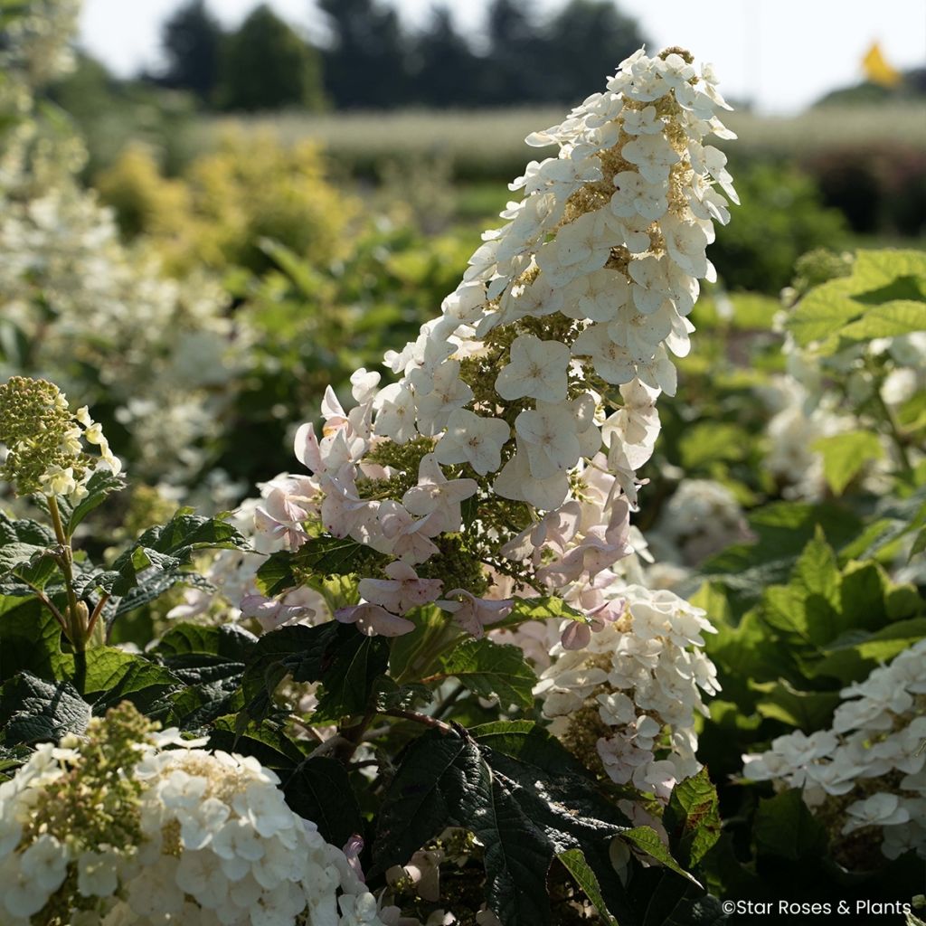 Eichenblatt-Hortensie Little Yeti - Hydrangea quercifolia