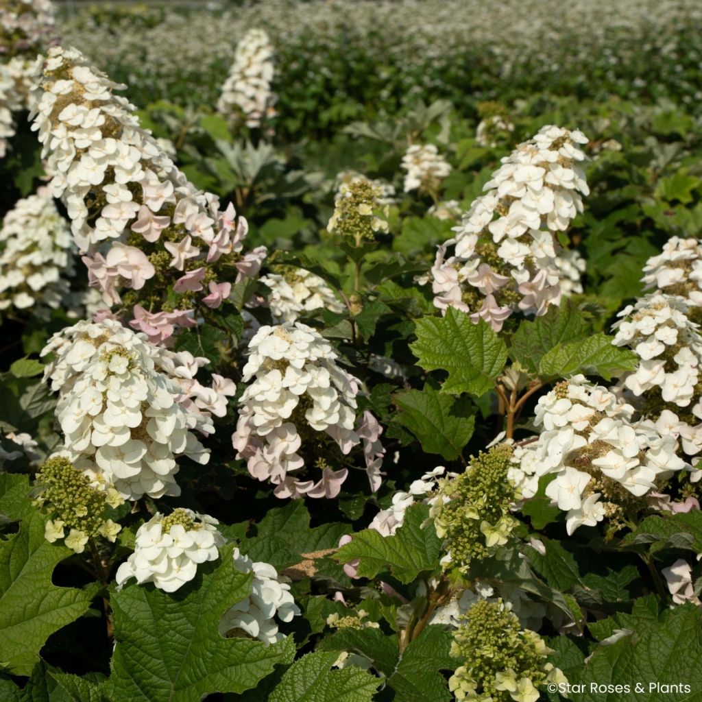 Eichenblatt-Hortensie Little Yeti - Hydrangea quercifolia