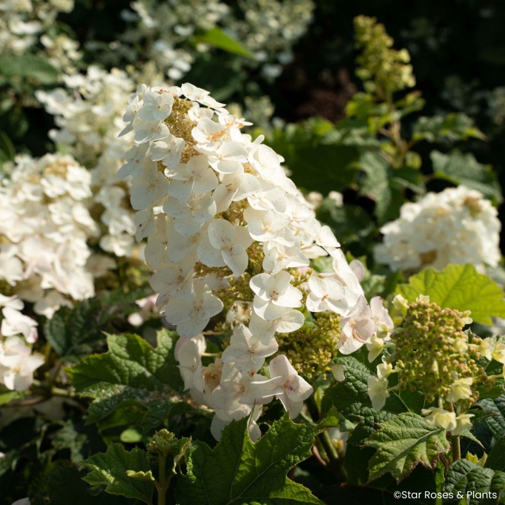 Eichenblatt-Hortensie Little Yeti - Hydrangea quercifolia