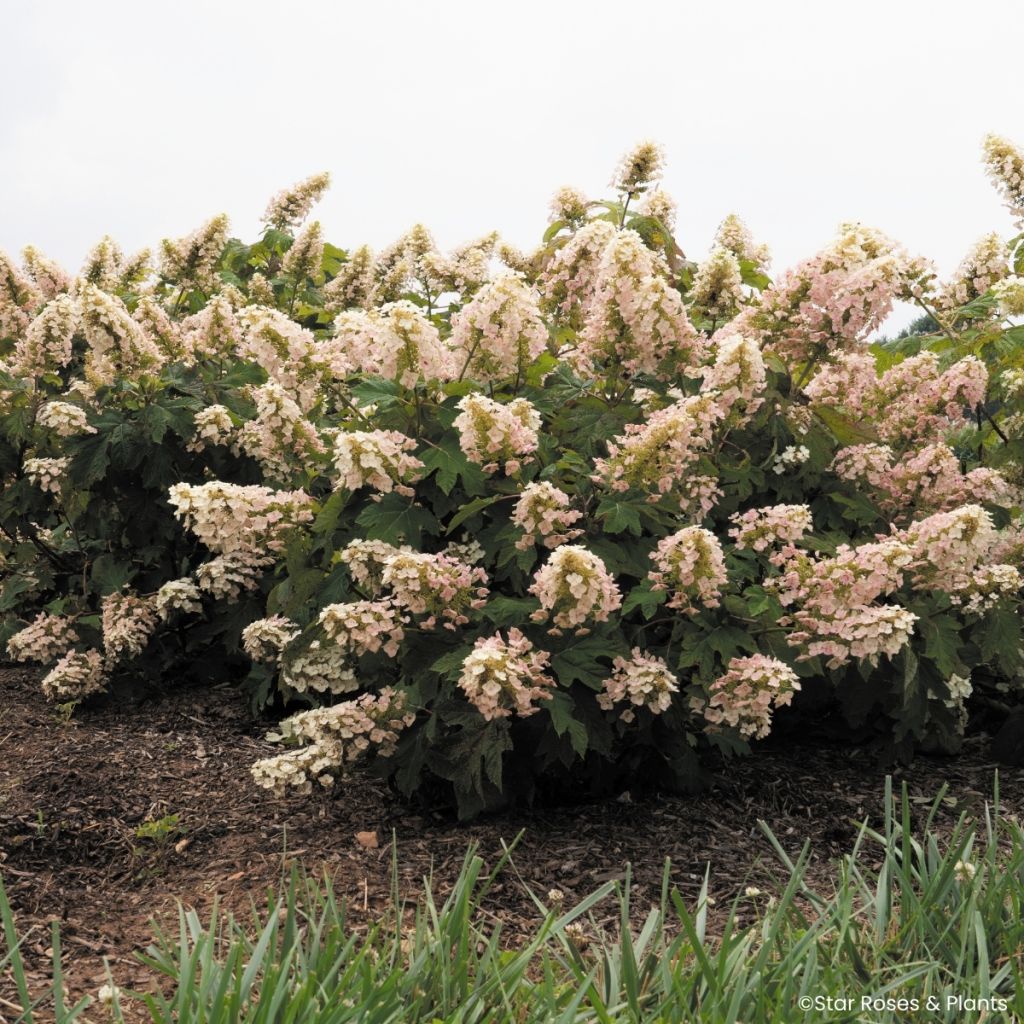 Eichenblatt-Hortensie Little Yeti - Hydrangea quercifolia
