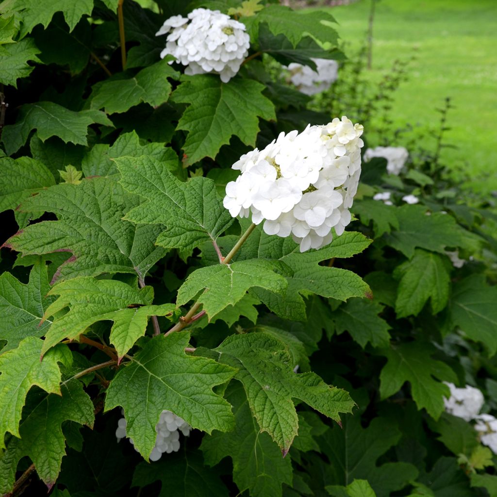 Eichenblatt-Hortensie Snow Queen - Hydrangea quercifolia