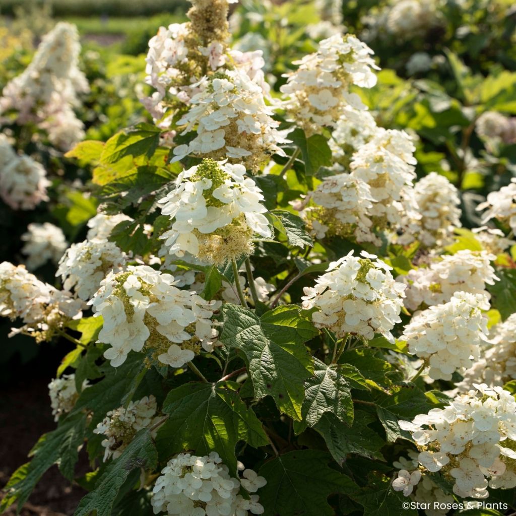 Eichenblatt-Hortensie Yeti - Hydrangea quercifolia