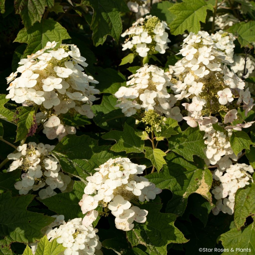 Eichenblatt-Hortensie Yeti - Hydrangea quercifolia