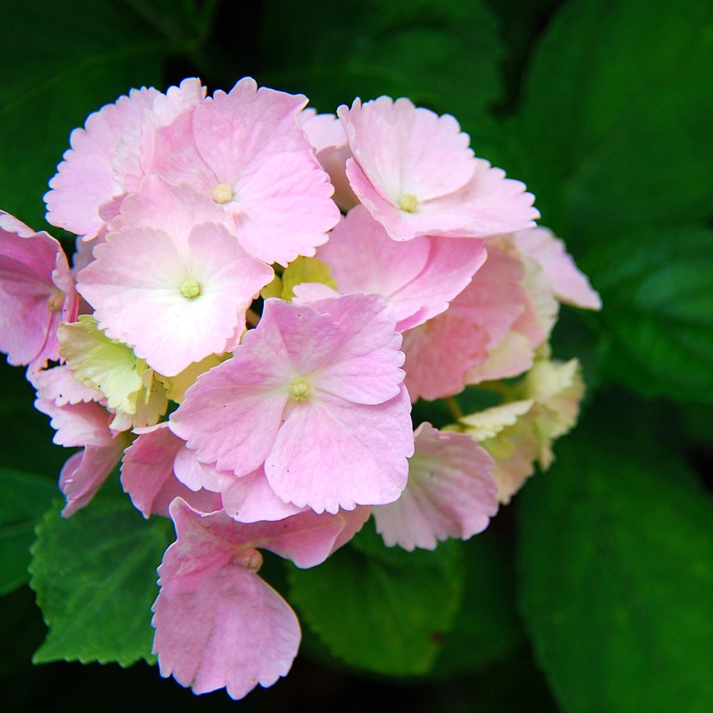 Hydrangea macrophylla Everbloom® Pink Wonder - Bauernhortensie