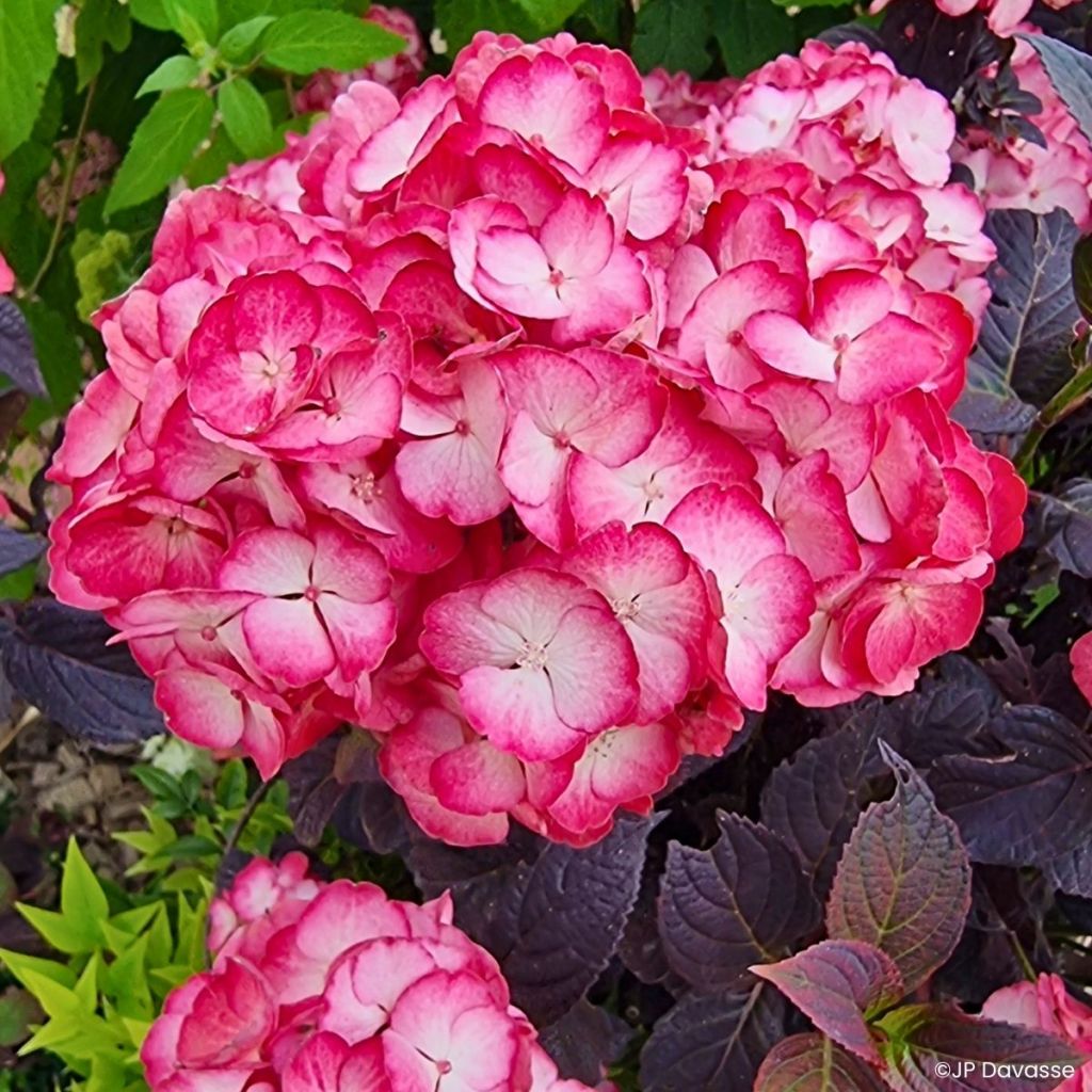 Hydrangea macrophylla x serrata Black Velvet Darbi - Bauernhortensie