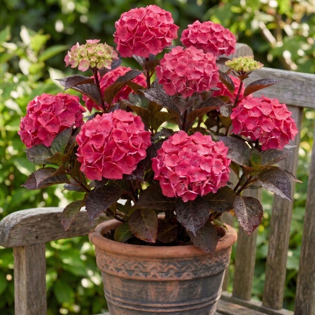 Hydrangea serrata Choco Strawberry - Tellerhortensie