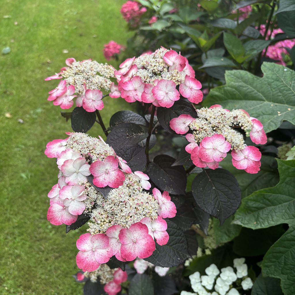 Hydrangea serrata Choco White - Tellerhortensie