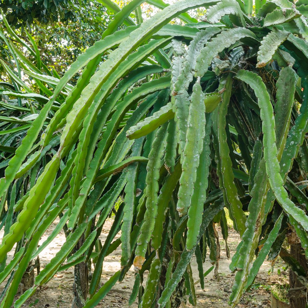 Chacam - Hylocereus undatus