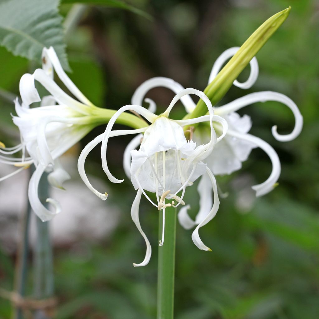 Hymenocallis festalis Zwanenburg - Schönhäutchen