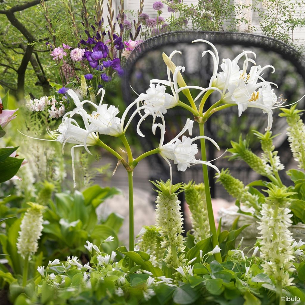 Hymenocallis festalis Zwanenburg - Schönhäutchen