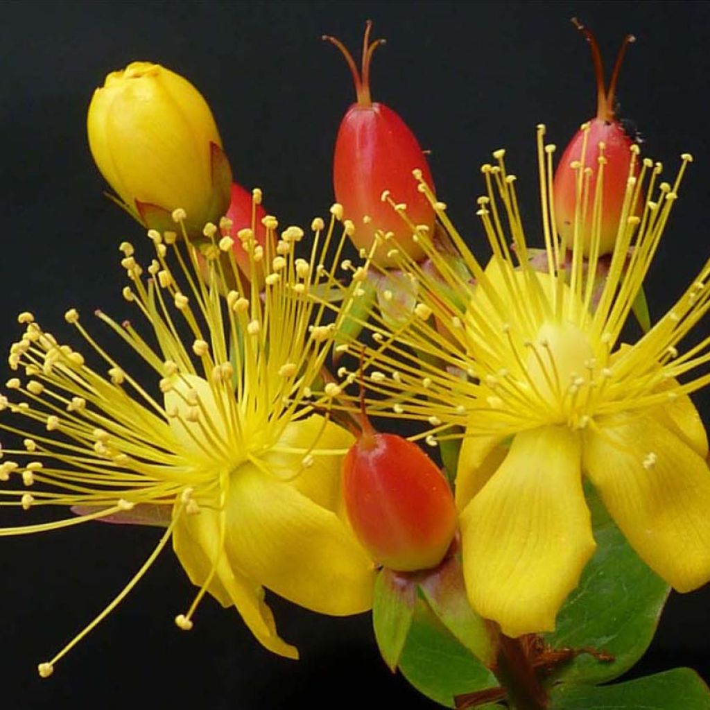 Hypericum Magical Red Flame - Johanniskraut