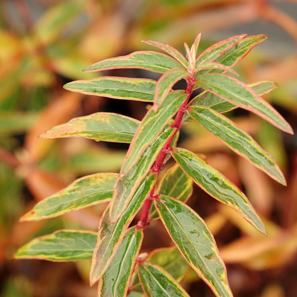 Hypericum Hidcote Limelight - Großblumiges Johanniskraut